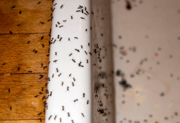 Best Local Pest Control Services  in Hobart, WI